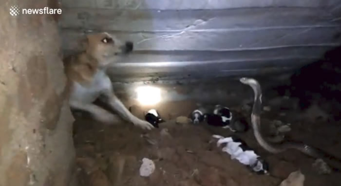 印度狗妈妈奋力对抗眼镜蛇保护7只宝宝