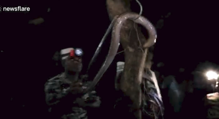 印度狗妈妈奋力对抗眼镜蛇保护7只宝宝