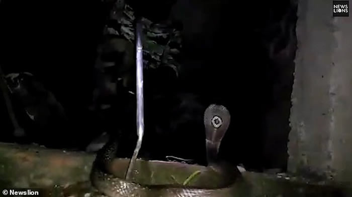 印度狗妈妈奋力对抗眼镜蛇保护7只宝宝