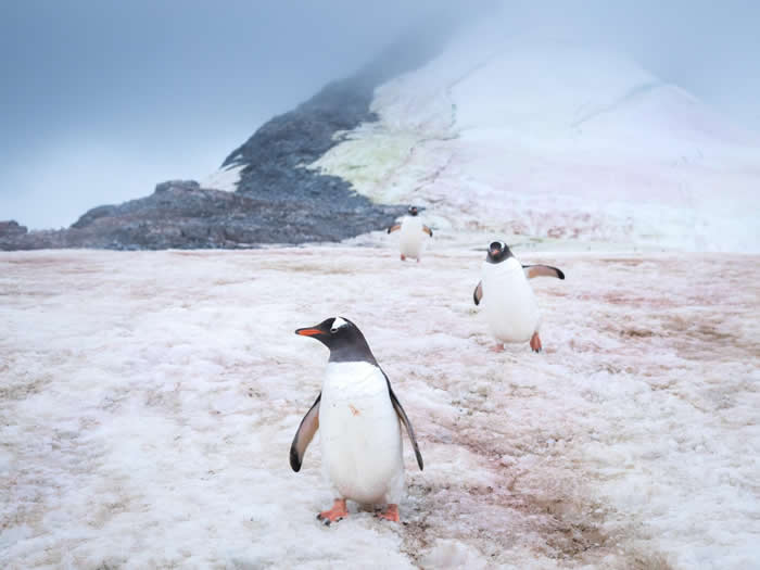 ϼĿƸ Port CharcotͲ죨Gentoo penguinsѨ PHOTOGRAPH BY ACACIA JOHNSON