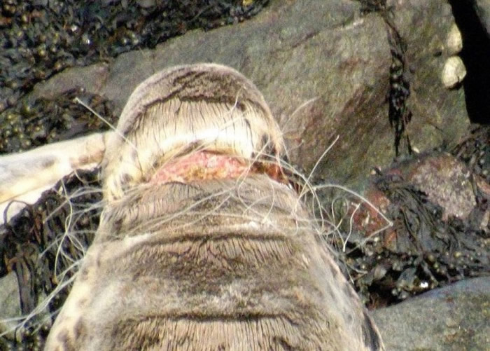 Ӣ�������޿˿���������������Ƥ������ ����ʹ��������������