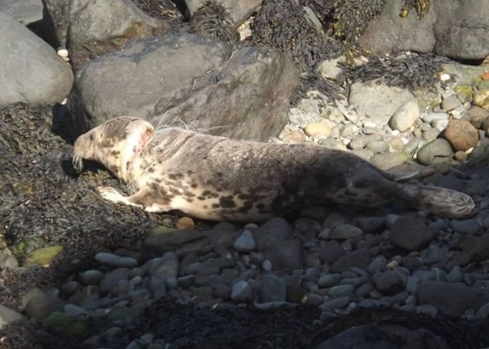 Ӣ�������޿˿���������������Ƥ������ ����ʹ��������������