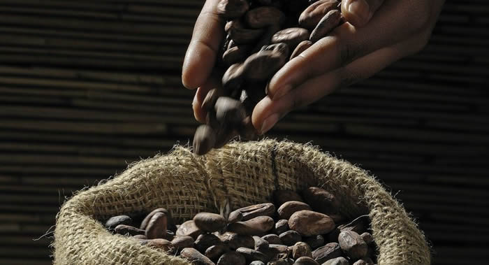 德国哈勒-维腾贝格大学研究发现含可可食物是维生素D2的来源之一