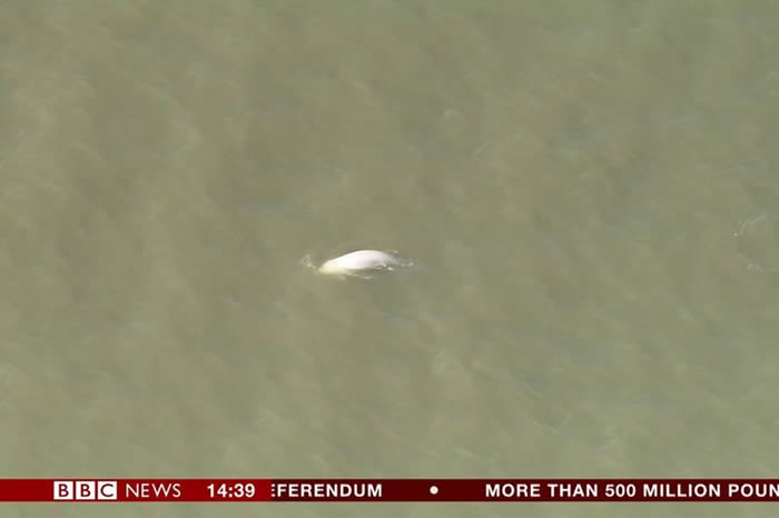 Ӣ���׶ؾ�������̩��ʿ�����а׾�