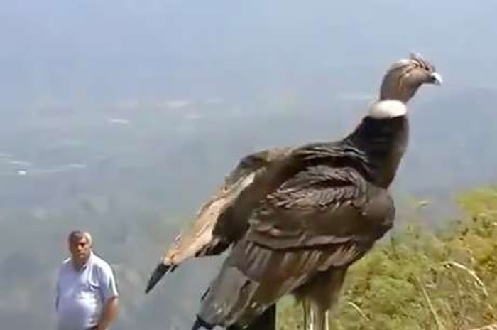 �����ܹ���������İ���˹��ӥSayani��Ұ��ǰ�Ϲ�л��