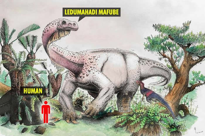 南非出土2亿年前“Ledumahadi mafube”化石 证属两足恐龙进化物种