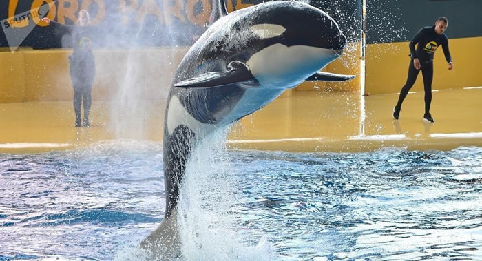 50年后虎鲸可能就会因化学物质而彻底消失