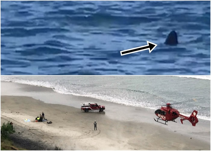 美国加州13岁男童浮潜捕捞龙虾期间遭鲨鱼袭击血染大海