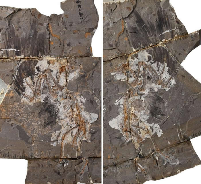 白堊紀迷惑巾幗鳥（Jinguofortis perplexus）的化石PHOTOGRAPH BY PNAS