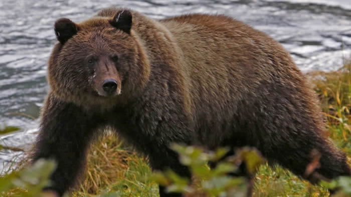 ��������˹�������˲�㱻��ǹɱ��������