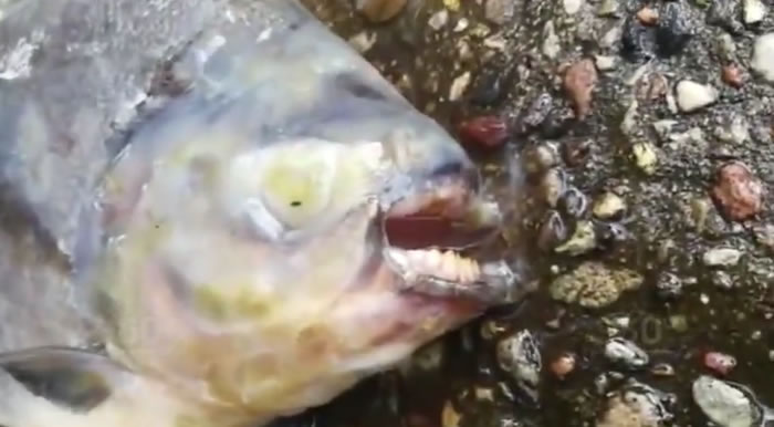 ˹Ī˹̳㰮ߴУ㡪츹