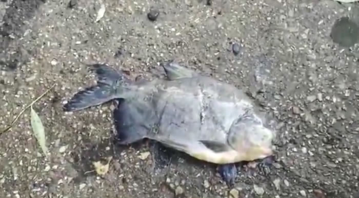 ˹Ī˹̳㰮ߴУ㡪츹