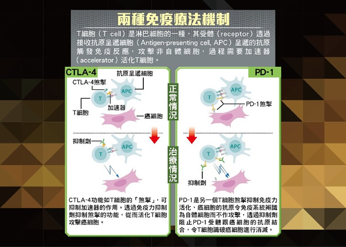 只要抑制CTLA-4及PD-1的行动,便可激活T细胞,以便攻击癌细胞。