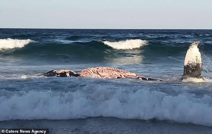 Īɣ�ȿ�һ�������˵����������������ʬ��