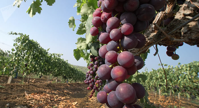 ��ʿ��ѧ���о��������ѿ��������Կ��ΰ�