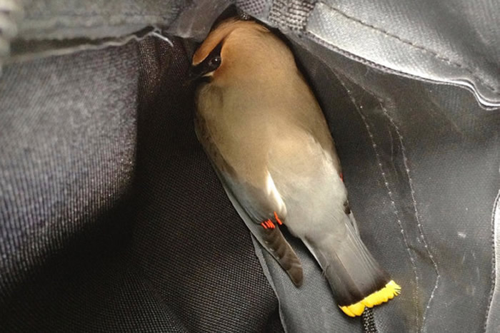 ���������մ��ݡ�����������ʧȥ����ײ�򴰻��ͽֵ��ϵ�����