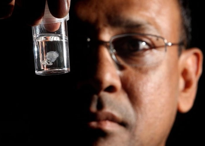 伊鲁坎杰水母被喻为澳洲最毒水母。