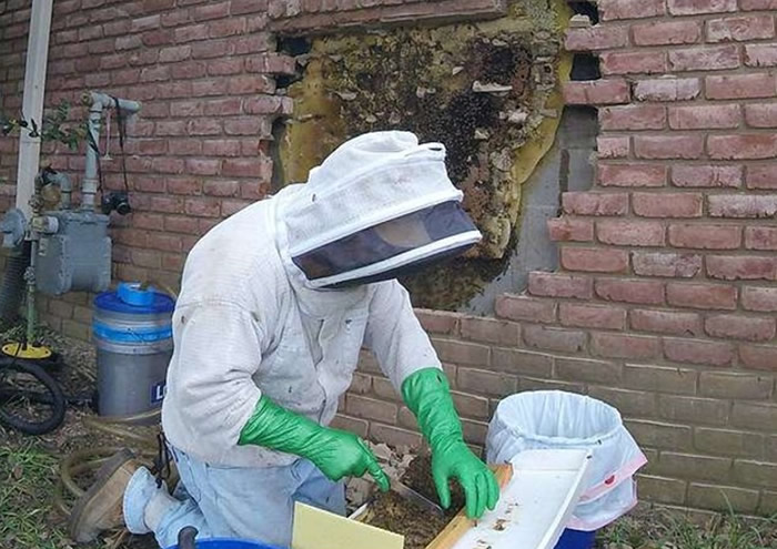 格洛弗身穿上全套防护衣物拆去蜂巢。