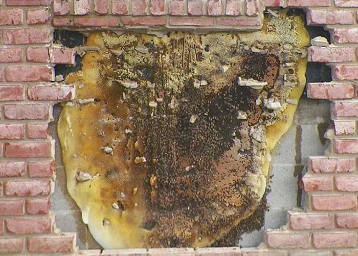 蜂巢的面积极广。