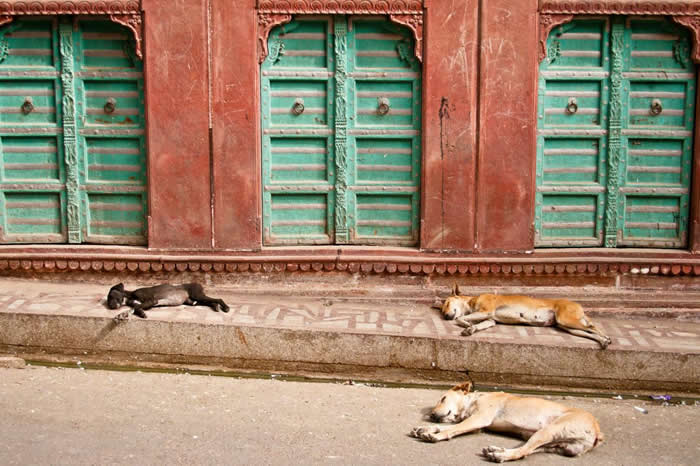 流浪狗,就像印度街头的这几只,已经对一些濒危物种造成了很严重的问题,受影响的包括雪豹、还有长得像羚羊的藏羚羊(chiru)。 PHOTOGRAPH BY MAR