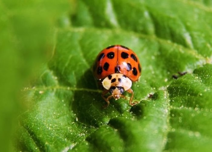 Ӣ����������������ɫư�������ֳ���������