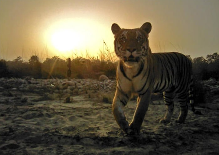 尼泊尔的野生老虎数量正增加。