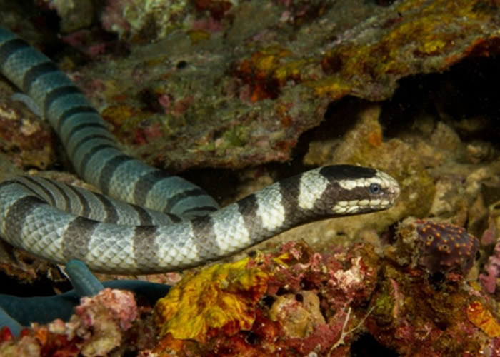 海蛇毒液可致命。