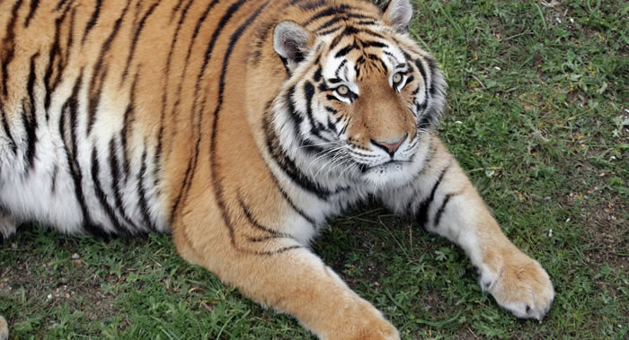 阿穆尔虎袭击两头在俄罗斯滨海边疆区森林放牧的牛