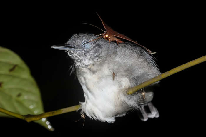 ֻֻܴ֮ˮȡĸߺʡ PHOTOGRAPH BY LEANDRO MORAES