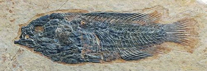 西藏始攀鲈化石