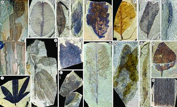 伦坡拉盆地种类丰富的化石植物类群,包括棕榈、栾树、椿榆等