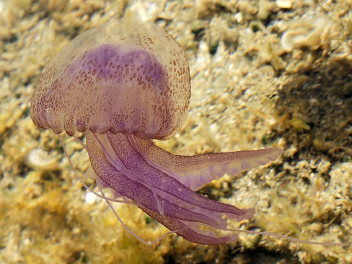 ҹˮĸPelagia noctiluca