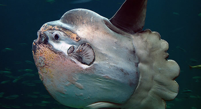 ǱˮԱ���Ϸǿ��նغ�����Ӿʱ�벻Ѱ���ġ���������������Ӱ