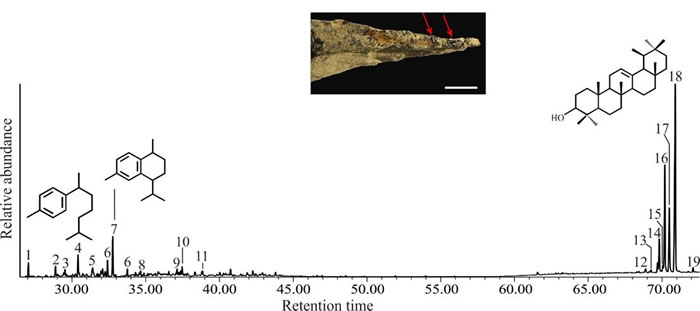 ��������GC-MS������ɫ��ͼ