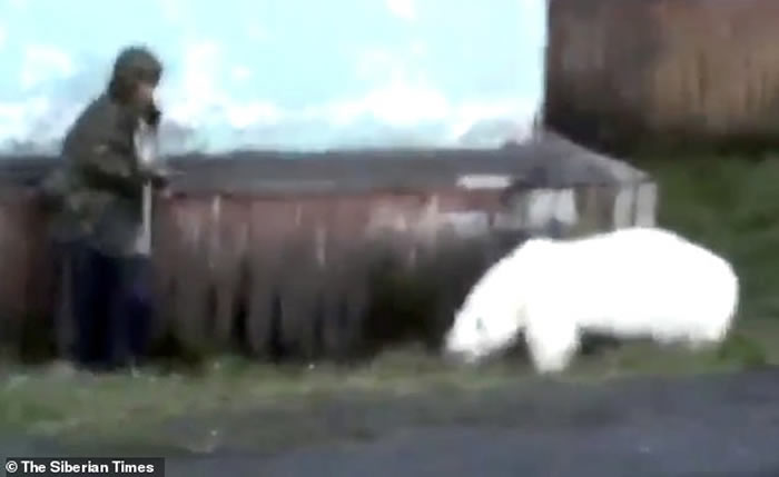 俄罗斯极北偏远小镇闯入饥饿北极熊 大街上翻找垃圾桶寻觅食物追逐路人