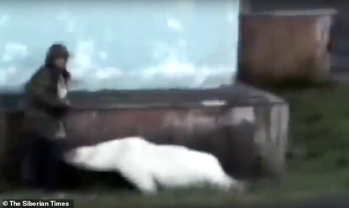 俄罗斯极北偏远小镇闯入饥饿北极熊 大街上翻找垃圾桶寻觅食物追逐路人