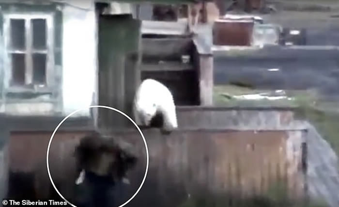 俄罗斯极北偏远小镇闯入饥饿北极熊 大街上翻找垃圾桶寻觅食物追逐路人