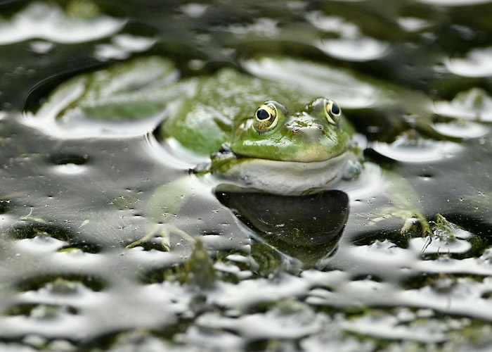 连场风雨为蛙类提供了良好的繁殖条件。