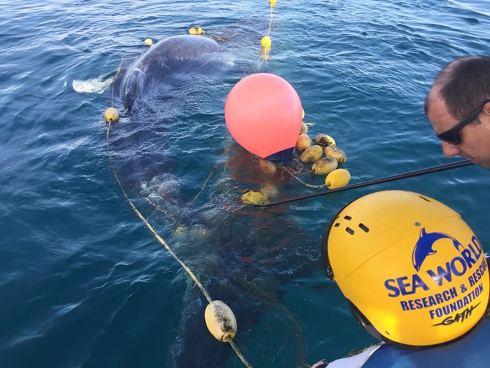 ��Ԯ��ԱŬ����ȱ������׾���