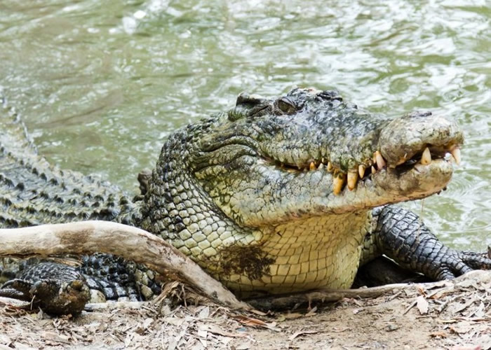原住民被一头咸水鳄鱼袭击及杀死。