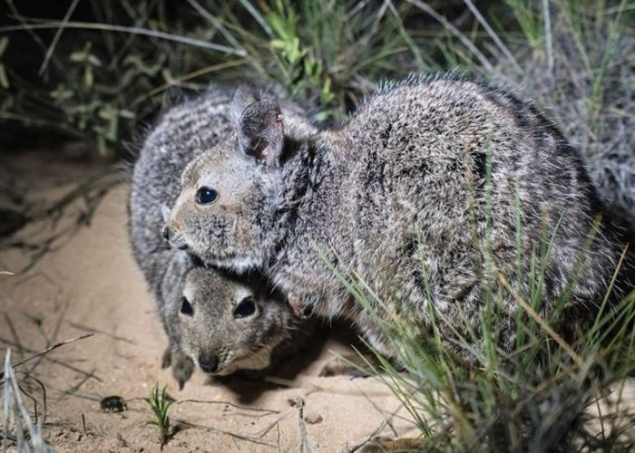 �ô���Ϊ�׸��������֡�