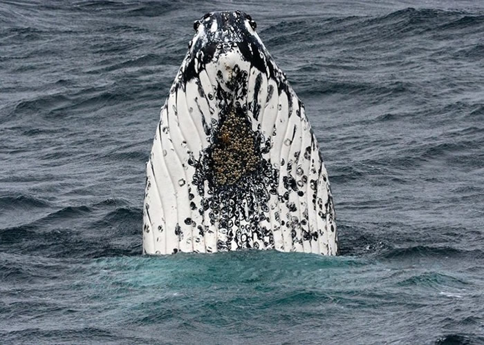 海底山群吸引28只座头鲸到来。