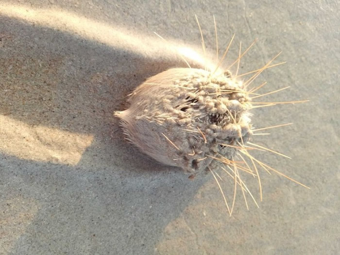 �ĺ������γ���������Ϊ����