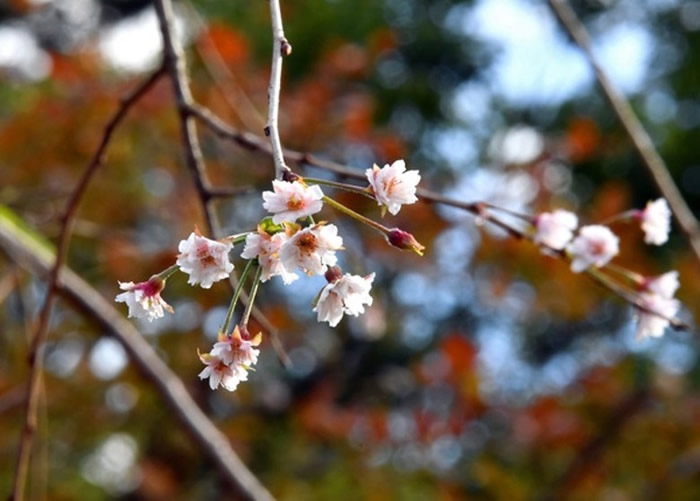 仙台市有民众拍到樱花绽开。
