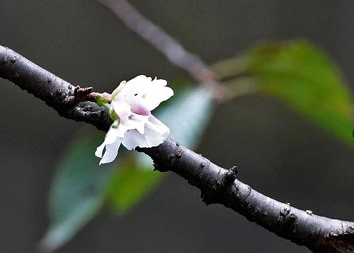 东京也出现“秋樱”。