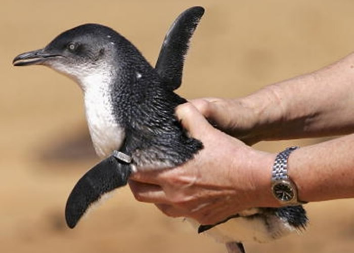 С���������ϸС��