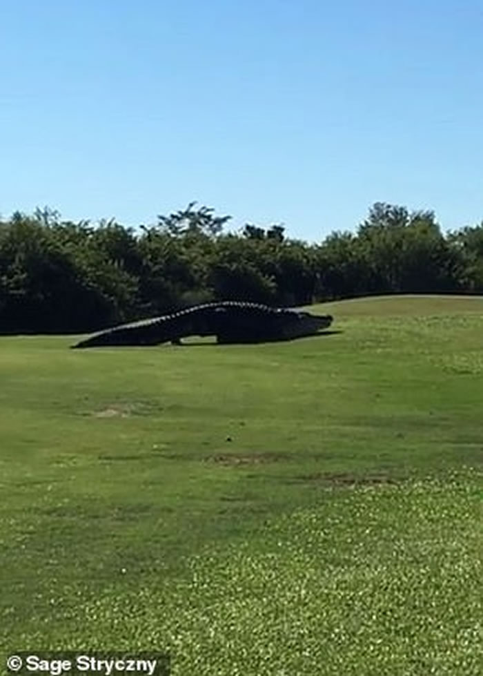 美国佛罗里达州高尔夫球场4.5米长野生巨鳄在场内散步
