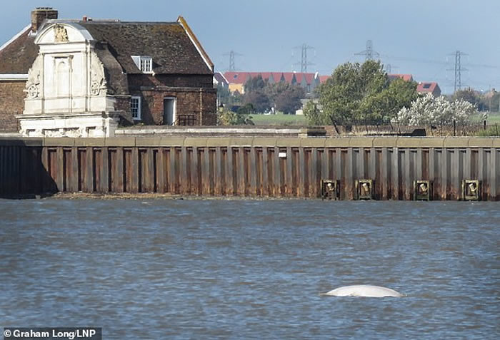 英国因白鲸班尼在泰晤士河定居 将推迟举办“篝火之夜”烟花节