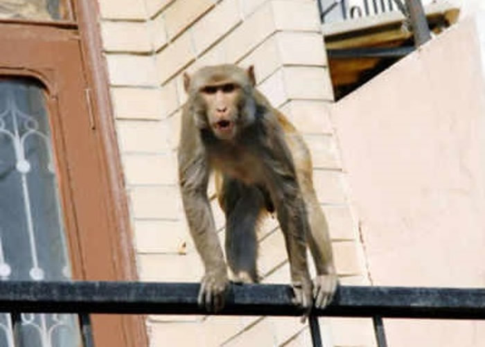 印度北方邦7旬老翁遭泼猴扔砖头砸死。图为当地的猴子。