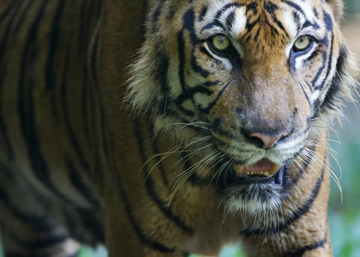 旅客到马来西亚劳勿县体验“榴梿之旅” 导致当地树林被过度开发毁马来虎栖息地